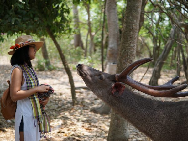 woman-looking-stag-while-standing-forest