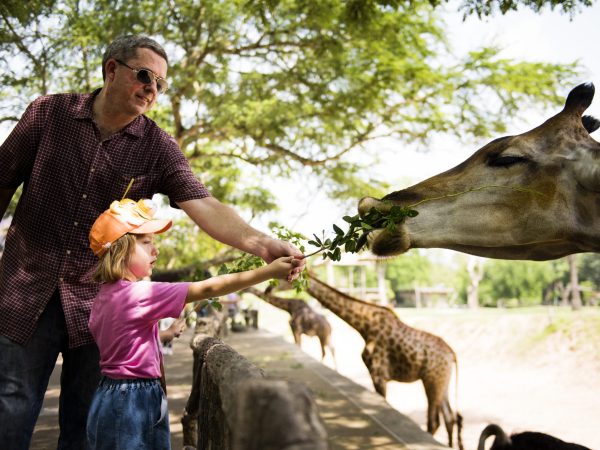 Young caucasian girl feeding the giraffe at the zoo