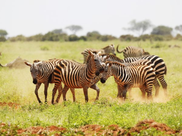 zebra luxury Safari (1)