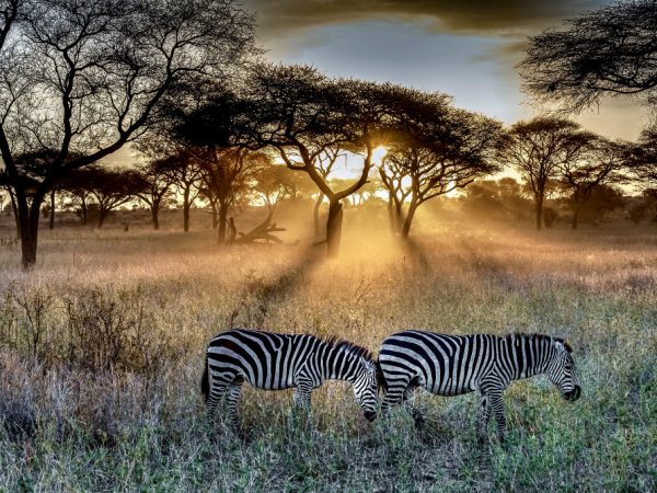 zebra luxury safari